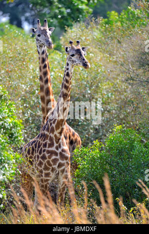 Gruppe-Giraffe in Nationalparks in Kenia, Afrika Stockfoto