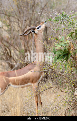 Gerenuk stehen aufrecht bis erreichen lässt, Nationalpark in Kenia, Afrika Stockfoto