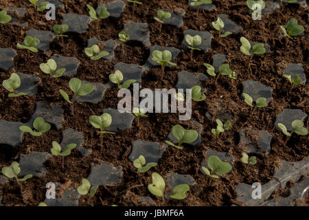 Extreme Nahaufnahme von einem kleinen Blumenkohl wachsen innerhalb eines Gewächshauses zu Beginn des Frühlings Stockfoto