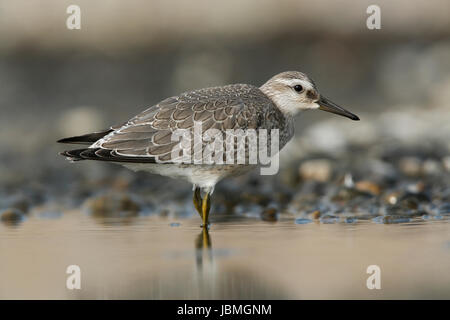 Rote Knoten, Calidris Canutus, der Winter und plumaged Vogel Waten in einer Küstenstadt pool Stockfoto