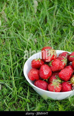 Frisch gepflückten Erdbeeren in einer Schüssel weiß des Porzellans in der Wiese. Stockfoto