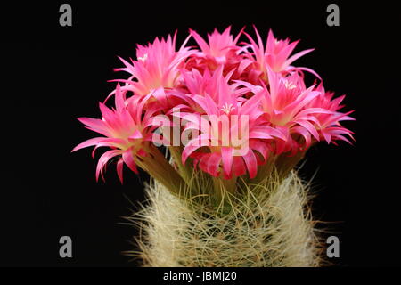 Kaktus mit roten Blüten auf schwarzem Hintergrund Stockfoto