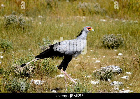 Der Vogel der Sekretär (Sagittarius Serpentarius) ist eine sehr große, meist terrestrischen Greifvogel. Endemisch in Afrika, ist es in der Regel in offenem Grasland und Savanne der Sub-Sahara Region gefunden. Stockfoto