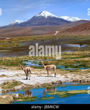 Das Foto wurde auf der Straße durch die Anden in der Nähe von Paso Jama, Chile-Argentinien-Bolivia.Vicuña (Vicugna Vicugna) oder Vicugna ist wild südamerikanischen Kameliden, die Leben in alpinen Höhenlagen der Anden. Es ist ein Verwandter des das Lama. Es wird davon ausgegangen, dass die Inka Vikunjas für ihre Wolle geschätzt... Das Vikunja ist das Nationaltier von Peru und Bolivien. Stockfoto