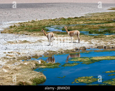 Das Foto wurde auf der Straße durch die Anden in der Nähe von Paso Jama, Chile-Argentinien-Bolivien. Vicuña (Vicugna Vicugna) oder Vicugna ist wild südamerikanischen Kameliden, die Leben in alpinen Höhenlagen der Anden. Es ist ein Verwandter des das Lama. Es versteht sich, dass die Inka Vikunjas für ihre Wolle geschätzt. Das Vikunja ist das Nationaltier von Peru und Bolivien. Stockfoto