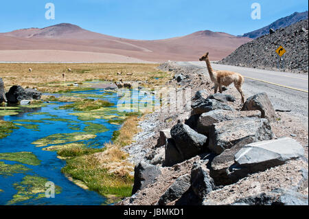 Das Foto wurde auf der Straße durch die Anden in der Nähe von Paso Jama, Chile-Argentinien-Bolivien. Vicuña (Vicugna Vicugna) oder Vicugna ist wild südamerikanischen Kameliden, die Leben in alpinen Höhenlagen der Anden. Es ist ein Verwandter des das Lama. Es versteht sich, dass die Inka Vikunjas für ihre Wolle geschätzt. Das Vikunja ist das Nationaltier von Peru und Bolivien. Stockfoto