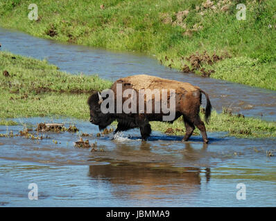 Ein Bison Bulle watet durch einen Stream von Lamar-Fluss in das Lamar Valley, Yellowstone-Nationalpark, Wyoming, USA. Stockfoto