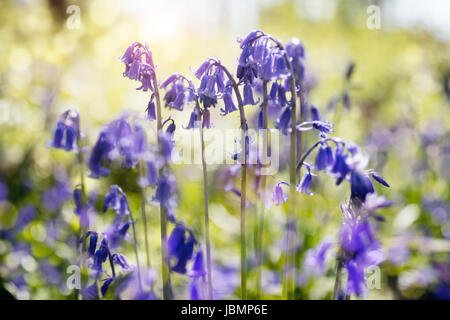 Glockenblumen Hyacinthoides non-Scripta Frühling Natur Hintergrund Stockfoto