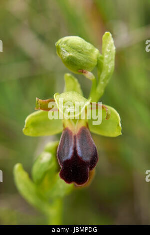 Ophrys fusca Stockfoto