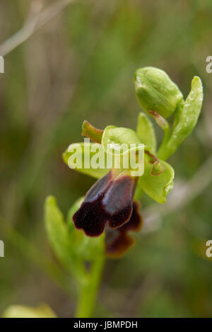 Ophrys fusca Stockfoto