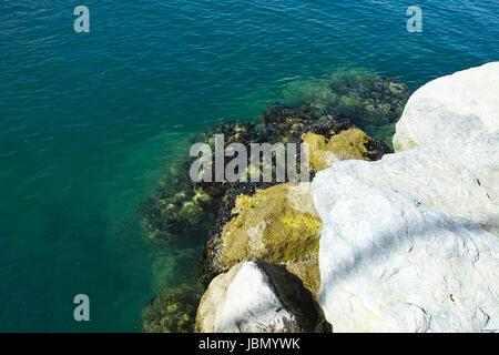 Muscheln auf dem Felsen in den Golf von La spezia Stockfoto