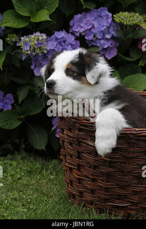 Australian Shepherd Welpe Stockfoto