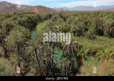 Übersicht von Mission des riesigen Dattelpalme Grove und Fluss in der Nähe von Mulege, Baja California Sur, Mexiko mit den Bergen im Abstand. Stockfoto