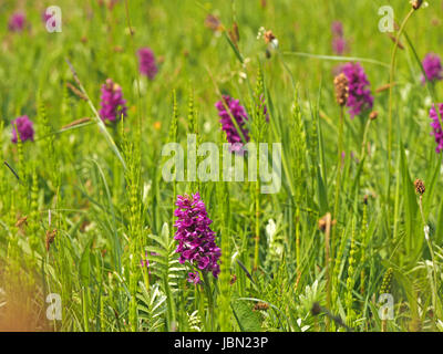 Northern Marsh Orchidee (Dactylorhiza purpurella) wächst wild auf Kalkgraswiesen am Straßenrand in Cumbria, England, Großbritannien Stockfoto