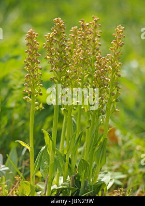 große Gruppe von leicht zu übersehende Frosch Orchideen (Coeloglossum Viride) wächst wild auf Kalkstein Grasland von am Straßenrand Rande in Cumbria, England UK Stockfoto