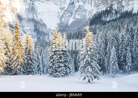 schönen Winter schneebedeckten Wald Stockfoto