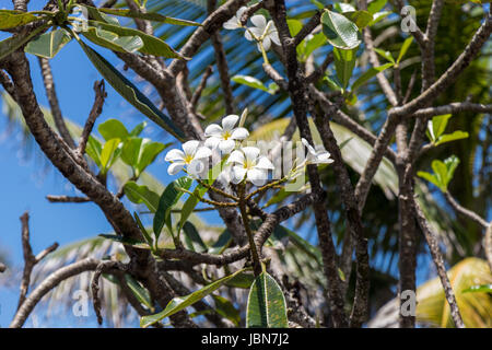 Frangipani Im Frühling ein Einem Ast Vor Blauem Himmel Stockfoto