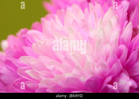 Makroaufnahme einer rosa Chrysantheme Blume vor grünem Hintergrund Stockfoto