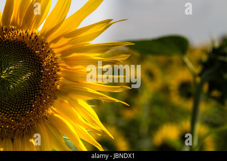 UN-Girasole - A helle Sonnenblume zeichnet sich inmitten der anderen in diesem Bereich. Ihre Blütenblätter scheinen einfach leuchten wie die Sonne sie erleuchtet. Stockfoto