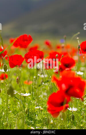 Mohn - Bright, Hintergrundbeleuchtung, roter Mohn Blüten und Knospen Akzent dieser grüne Wiese. Ein paar Brocken der weißen Margeriten vervollständigt die Szene. Umbria, Italien Stockfoto