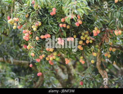 frische Lichi auf Baum in Lichi Obstgarten Stockfoto