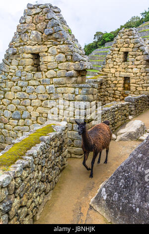 Lama Beweidung in Machu Picchu - Inka Ruinen in Anden Region Cuzco Stockfoto