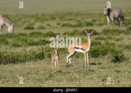 Thomson es Gazelle mit Rehkitz, Serengeti Stockfoto