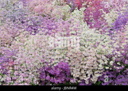 Masse der armen mans Orchideen in lila und weiß Stockfoto