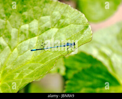 Ein Blick auf einen gemeinsamen Blau, enallagma cyathigerum damselfly, in Ruhe. Stockfoto