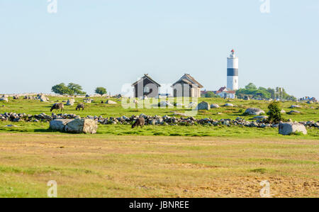 Ottenby, Schweden - 27. Mai 2017: Ökologische Dokumentarfilm. Der südlichsten Spitze von Öland, mit dem Leuchtturm lange Jan. Schafe weiden im Vordergrund. C Stockfoto