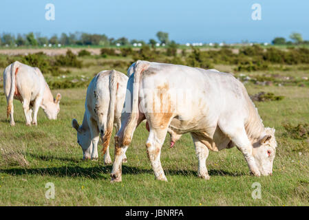 Golden Beige Steuern gehen mit Färsen in kargen Landschaft. Stockfoto