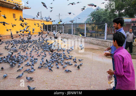 Tauben füttern Menschen vor Ort in der Nähe von Amber Fort in Rajasthan, Indien. Amber Fort ist die wichtigste touristische Attraktion in der Umgebung von Jaipur. Stockfoto