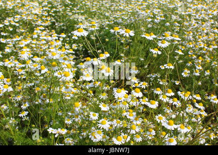 Feld mit Kamille (Matricaria Chamomilla) in Blüte Stockfoto