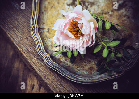 Rosa Pfingstrose Blume auf alten Vintage Silber Tablett Stockfoto