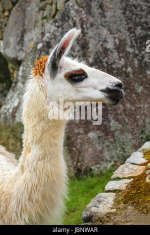 Porträt von Lama Stand am Machu Picchu, Peru. Im Jahr 2007 wurde Machu Picchu von der neuen sieben Weltwunder gewählt. Stockfoto