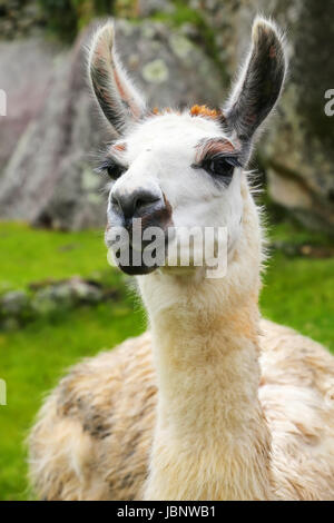 Porträt von Lama Stand am Machu Picchu, Peru. Im Jahr 2007 wurde Machu Picchu von der neuen sieben Weltwunder gewählt. Stockfoto