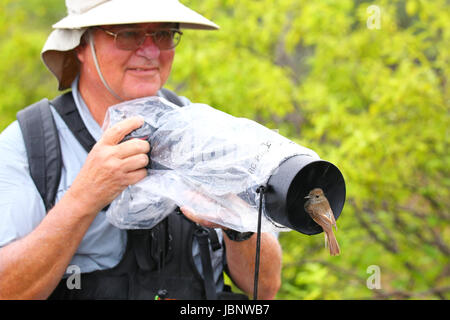 Freundlichen Galapagos Fliegenfänger sitzen auf eine Gegenlichtblende, Insel Santiago im Nationalpark Galapagos, Ecuador Stockfoto