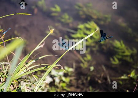 Natürliche Umgebung der Libellen (Anisoptera) in der Nähe von See in der Wiese Stockfoto