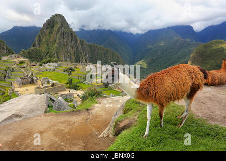 Lama, stehend in Machu Picchu übersehen in Peru. Im Jahr 2007 wurde Machu Picchu von der neuen sieben Weltwunder gewählt. Stockfoto