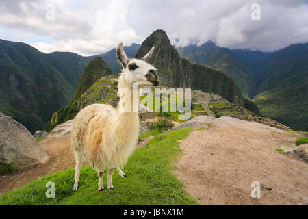 Lama, stehend in Machu Picchu übersehen in Peru. Im Jahr 2007 wurde Machu Picchu von der neuen sieben Weltwunder gewählt. Stockfoto