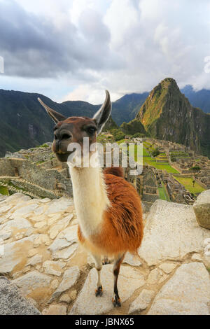 Lama, stehend in Machu Picchu übersehen in Peru. Im Jahr 2007 wurde Machu Picchu von der neuen sieben Weltwunder gewählt. Stockfoto