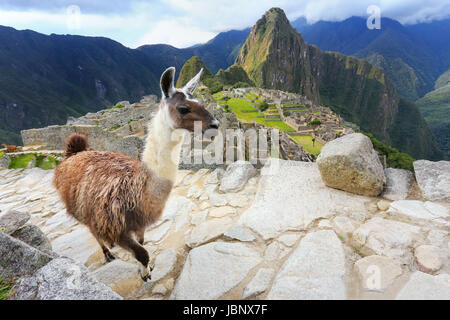 Lama, stehend in Machu Picchu übersehen in Peru. Im Jahr 2007 wurde Machu Picchu von der neuen sieben Weltwunder gewählt. Stockfoto