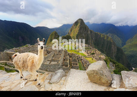 Lama, stehend in Machu Picchu übersehen in Peru. Im Jahr 2007 wurde Machu Picchu von der neuen sieben Weltwunder gewählt. Stockfoto