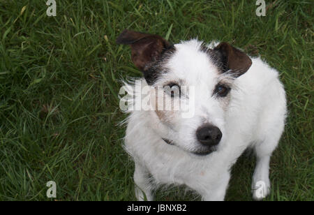 Parson Jack Russell Terrier Stockfoto