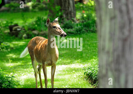 White tailed Hirsche in Seite Hof. Stockfoto