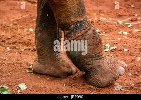 Snare-Verletzung auf eine afrikanische Elefant Kalb, Loxodonta Africana, die später seinen Tod, Sheldrick Elephant Orphanage, Nairobi, Kenia, Ostafrika verursacht Stockfoto