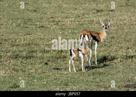 Thomson es Gazelle Mutter, Eudorcas Thomsonii und ihre jungen Rehkitz, stehend und mit Blick auf die Kamera, Masai Mara National Reserve, Kenia, Ostafrika Stockfoto