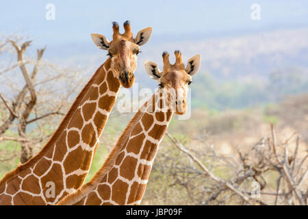 Zwei retikuliert Giraffen Giraffe Giraffa Reticulata, Erwachsene und Jugendliche, Blick auf die Kamera, Buffalo Springs Game Reserve, Kenia, Afrika Stockfoto