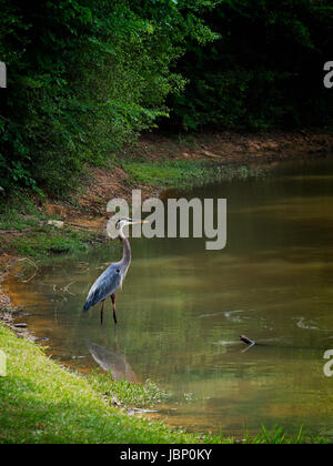 Frühling TX USA - 16. April 2017 - Great Blue Heron in Angeln Stockfoto