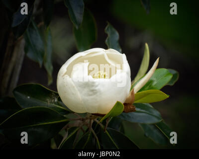 Blumen genommen Nahaufnahme Stockfoto
